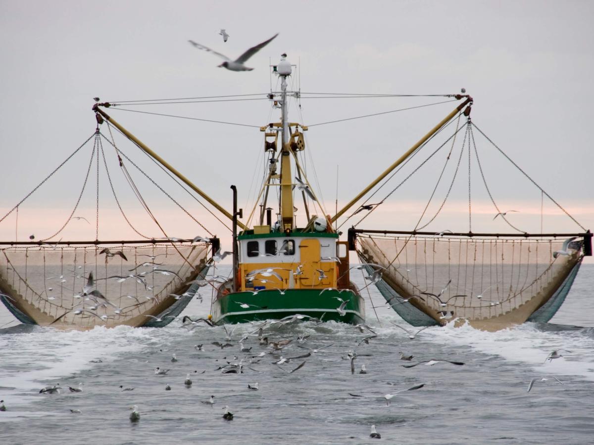 Fisch und Ernährung 3